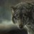 Kingwolf1445
